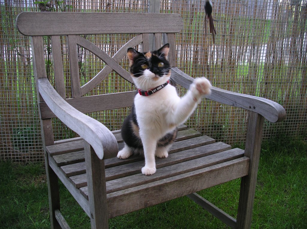 Katzenpension im Zürcher Weinland : Aussengehege,Katzenpension,Katzenheim,Katzenferien,Katzenhotel,Tierheim,Wyland,Ossingen,Winterthur,Frauenfeld,Schaffhausen,Stein am Rhein,Henggert,Neunforn,Wilen,Kanton,Zürich,Thurgau,Dachsen,Uhwiesen,Oerlingen,Andelfingen,Neftenbach,Flach,